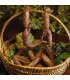 Salsiccia stagionata 200 Gr ca.